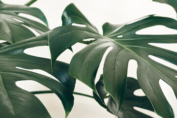Swiss cheese plant or Monstera deliciosa leaves close-up as tropical leaves background