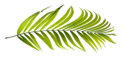 Green leaves of palm tree on transparent background png file