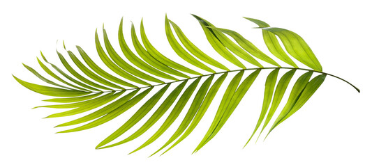 Green leaves of palm tree on transparent background png file