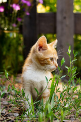 Naklejka na ściany i meble A small red kitten poses on the street among the green grass against the background of a wooden fence. Portrait of a very cute pet in the summer in the village