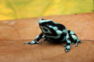 The Green-and-Black Poison Dart Frog (Dendrobates auratus), also known as the Green-and-Black Poison Arrow Frog and Green Poison Frog.