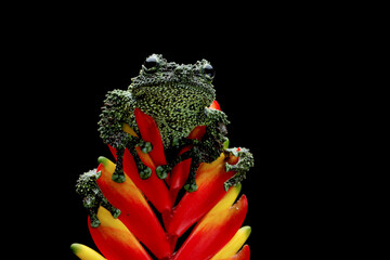 Vietnamese Mossy Frog (Theloderma corticale) or Tonkin Bug-eyed Frog on a flower.