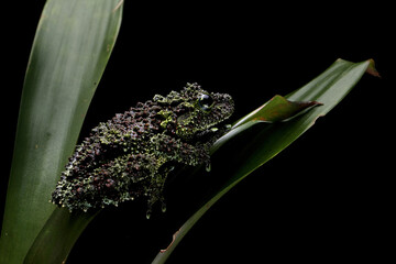 Vietnamese Mossy Frog (Theloderma corticale) or Tonkin Bug-eyed Frog on leaves.