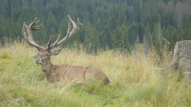 Deer sitting in the tall grass. Adult male deer with long horns resting in a meadow. Ruminant mammal living on the mountains. Stock video of sighting of large wild animal. Slow motion footage.