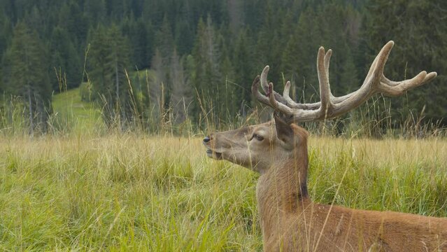Sitting deer chewing grass. Adult deer with large horns rests in a meadow. Profile close-up of beautiful male deer. Stock video of sighting of large wild animal.