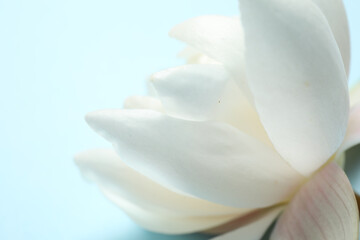 Fototapeta na wymiar Beautiful white lotus flower on light blue background, closeup view