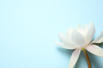 Fototapeta na wymiar Beautiful white lotus flower on light blue background, top view. Space for text