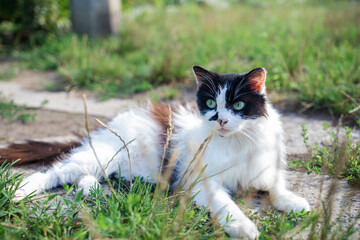 Naklejka na ściany i meble Little white spotted cat in the garden on the green grass