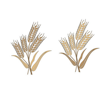 natural wheat ears composition design