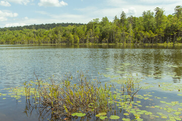 lake and forest