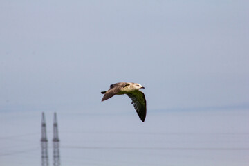 Blue gulls over a narrow channel in Ugra. Birds - grey gulls live on the river in the Khanty-Mansi Autonomous Okrug - Yugra