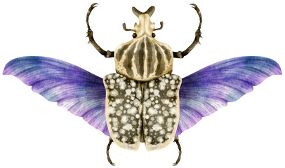 Beetle Bug watercolor painted