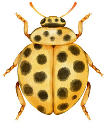 Ladybug watercolor painted
