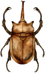 Fototapeta premium Beetle Bug watercolor painted