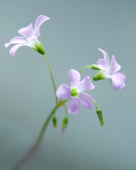 beautiful flowers (Oxalis triangularis) blooming. Beautiful flowers background concept.
