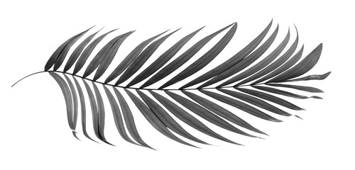 Fototapeta na wymiar black leaves of palm tree on transparent background png file