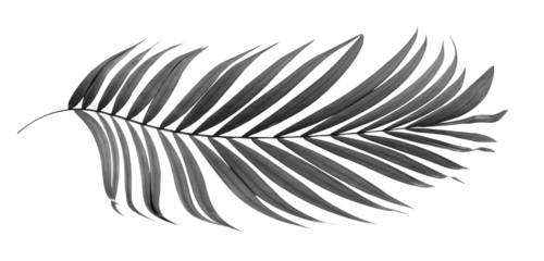 black leaves of palm tree on transparent background png file