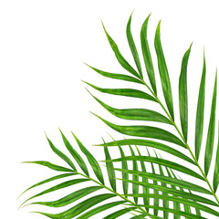Fototapeta premium Green leaves of palm tree on transparent background png file