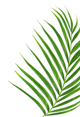 Green leaves of palm tree on transparent background png file