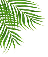Green leaves of palm tree on transparent background png file