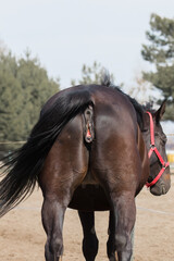 A beautiful horse mare, a mature female and her reproductive organs. Adult horse in the stud...