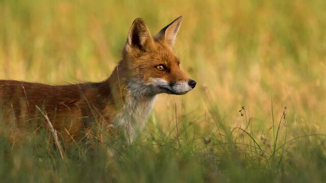 Close-up of a fox in a serene field sniffing the air for a potential prey
