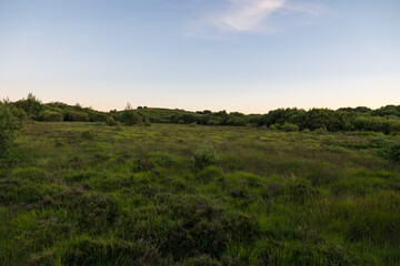 Fototapeta premium Paysage au lever du soleil sur les landes de bruyères et de fougères du Mont Caroux