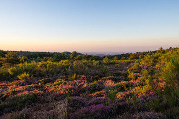 Fototapeta na wymiar Paysage au lever du soleil sur les landes de bruyères et de fougères du Mont Caroux