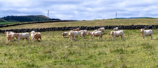 herd of cows. animal welfare