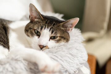 くつろぐ猫　キジトラ白