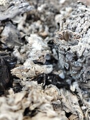 Ash