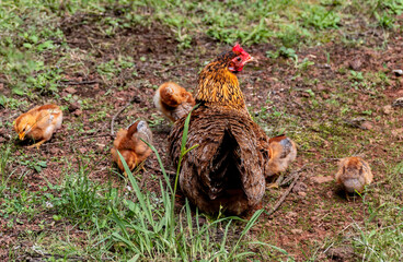 chicken in the grass. animal welfare