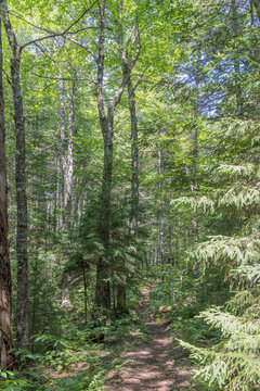 footpath in the woods © Leslie Rogers Ross