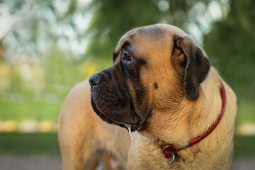 Portrait of wet brown Dog dogue de bordeaux on nature. Dog with drool. Adoption of pet