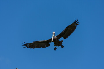 Yucatan, mexique, ile aux oiseaux, pélican en vol