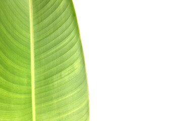 Isolated heliconia tortuosa leaf with clipping paths.