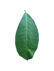 Obraz premium Isolated hevea brasiliensis or rubber leaf with clipping paths.