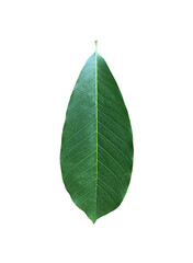 Obraz premium Isolated hevea brasiliensis or rubber leaf with clipping paths.