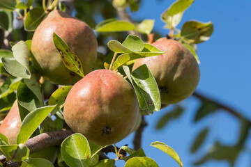 Rote Birnen an einem Zweig