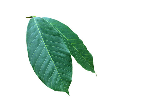 Isolated hevea brasiliensis or rubber leaf with clipping paths.