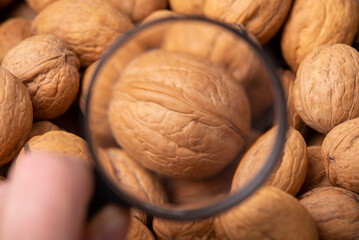 Magnifying glass on walnut. Taking closer look at walnut concept