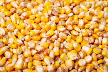 Background of corn grain. Harvest of corn concept