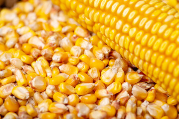Background of corn grain. Harvest of corn concept