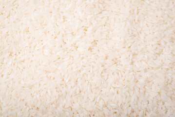 Background of freshly harvested rice. White rice harvest