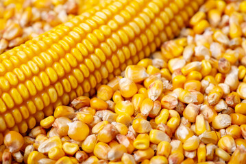 Background of harvested corn grain and a full head of corn. Growing corn concept