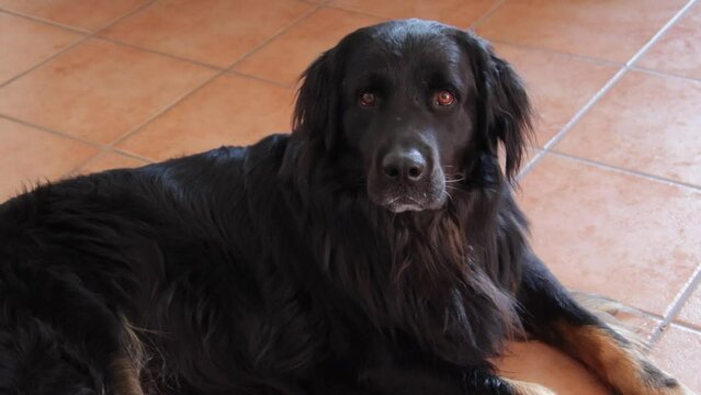 chien hovawart couch&eacute; sur le sol en int&eacute;rieur