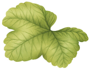 Berry Leaf Watercolor illustration