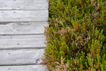 island vegetation and boardwalk