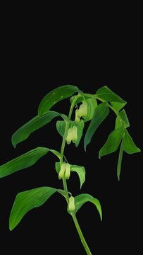 Time lapse of opening Polygonatum multiflorum flower (also known as Solomon's seal, David's harp, ladder-to-heaven) with ALPHA transparency channel isolated on black background, vertical orientation