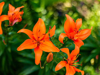 Fototapeta na wymiar orange lily in the garden